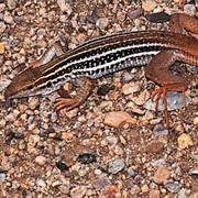 Canyon Spotted Whiptail
