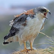 Variable Hawk