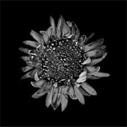 Protest the Hero - Nautical