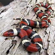 Scarlet Kingsnake