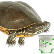 Western Chicken Turtle