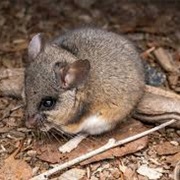 Southern Deermouse