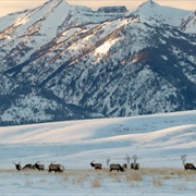 National Elk Refuge, Wyoming