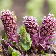 Aromanian Butterbur (Albania)