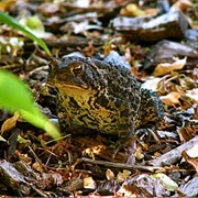 Dwarf American Toad