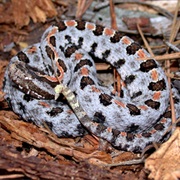 Carolina Pigmy Rattlesnake