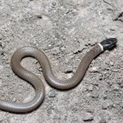 Yaqui Black-Headed Snake