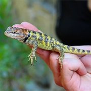 Yellow-Backed Spiny Lizard
