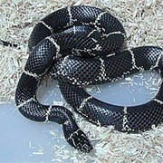 Eastern Kingsnake