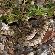 Chihuahuan Hook-Nosed Snake