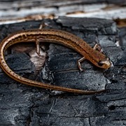 Bog Dwarf Salamander