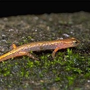 Seepage Salamander