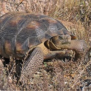 Sonoran Desert Tortoise