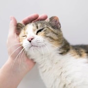 Twitches 1 Ear If Out of Joy