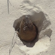 Desert Pocket Gopher