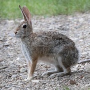 Robust Cottontail