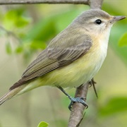 Eastern Warbling Vireo