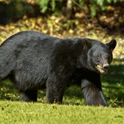 Louisiana Black Bear