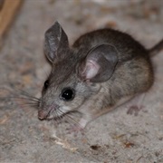 Pinyon Mouse