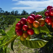 Coffee Berry / Coffee Cherry