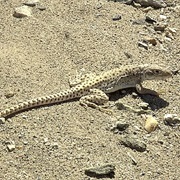 Long-Nosed Leopard Lizard