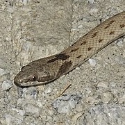 Desert Nightsnake