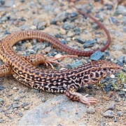 Tiger Whiptail