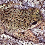 Red-Spotted Toad