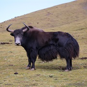 Yak