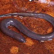 One-Toed Amphiuma