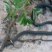Southern Ringneck Snake