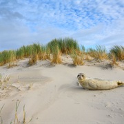 Wadden Sea, Netherlands/Germany/Denmark