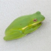 American Green Treefrog