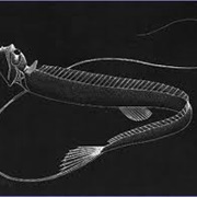 Stylephorus Chordatus