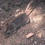 Southern Grasshopper Mouse
