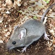 Forest Deer Mouse