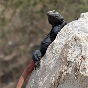 Common Chuckwalla