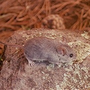 Black-Eared Mouse