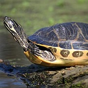 Coastal Plain Cooter