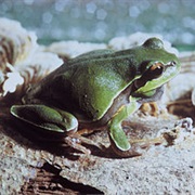 Pine Barrens Treefrog
