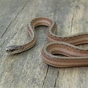 Marsh Brown Snake