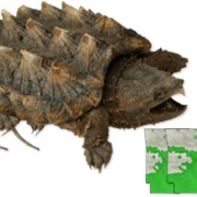 Western Alligator Snapping Turtle