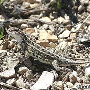 Lesser Earless Lizard