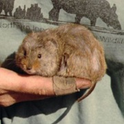 Yellow-Cheeked Vole