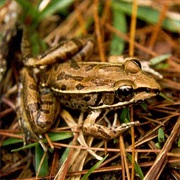 Rio Grande Leopard Frog