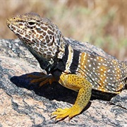 Great Basin Collared Lizard