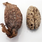 Alligator Pepper (Senegal)