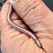 Western Threadsnake