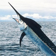 Marlin