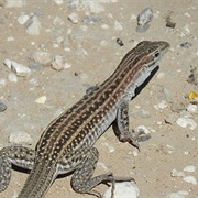 Chihuahuan Spotted Whiptail